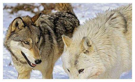 狼vs人 豺狼vs狼